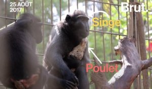 Quand un macaque adopte un poulet (au lieu de le manger)
