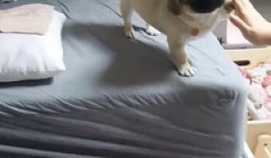 Un chien fait un high-five trop mignon