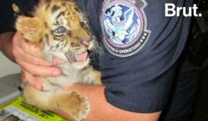 Un bébé tigre sauvé par les autorités américaines