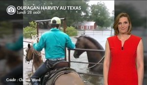 Ouragan Harvey : les animaux en détresse