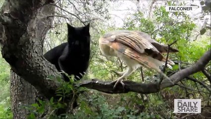 Un Hibou Et Un Chat Meilleurs Amis Du Monde Que C Est Beau Sur Orange Videos