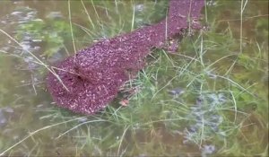 Regardez comment font les fourmis pour survivre aux inondations! Incroyable