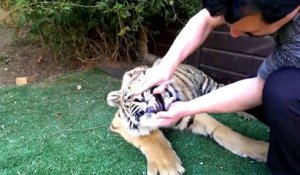 La réaction d'un tigre lorsque son soigneur lui enlève une dent de lait !