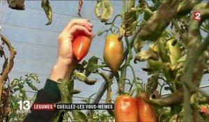 Consommation : le boom de l’auto-cueillette des fruits et légumes