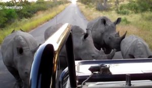 Ces rhinocéros bloquent des touristes au Parc Kruger... Fais moins le malin hein !