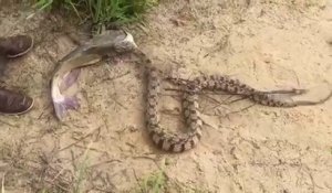 Ce serpent essaie d'avaler un gros poisson chat... Grosse bouchée!