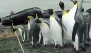 Pingouins VS corde... Leur réaction est juste HILARANTE
