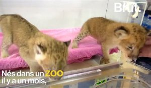Deux lionceaux ont été sauvés après leur abandon par leur mère en Chine