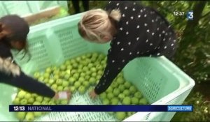 Corrèze : mauvaise récolte dans les vergers