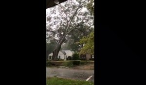 Cet énorme arbre chute et détruit une maison