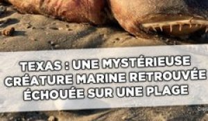 Texas: Une mystérieuse créature marine retrouvée échouée sur une plage après l’ouragan Harvey