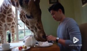 Partager son petit déjeuner avec une Girafe à l'hôtel... Bonnes vacances !