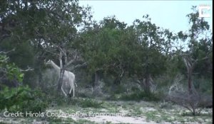 Des rarissimes girafes blanches viennent d'être filmées pour la tout première fois