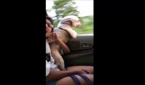 "Je suis une fusée...." Ce chien adorable sort la tête de la voiture