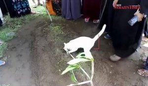 Ce chat refuse de quitter la tombe de son propriétaire décédé! Tellement émouvant