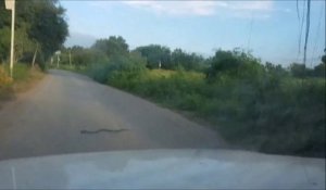 Ce serpent a eu très très chaud en traversant la route