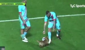 Un petit chien interrompt un match de foot