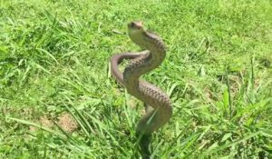 La technique de défense de ce serpent brun est impressionnante