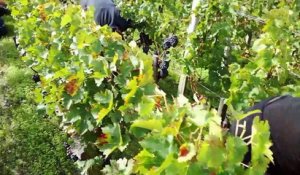 Gironde : Vendanges à Gruaud Larose dans le Médoc
