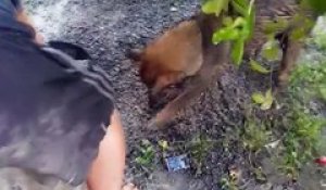 Cette chienne courageuse essaie de sauver ses petits coincés sous une dalle de béton