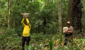 Des drones au service de la protection des forêts de l'Amazone