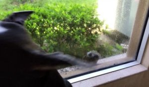 Un écureuil nargue un chien derrière une vitre !