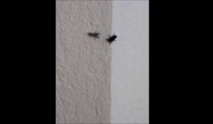 La technique de cette araignée pour attraper cette mouche est incroyable