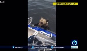 2 bébés ours brun sauvés de la noyade dans un lac par des pêcheurs en Russie !
