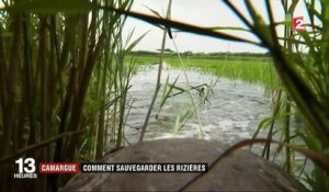 Camargue : comment sauvegarder les rizières ?