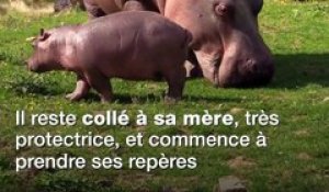 Le premier bébé hippopotame de l'année est né dans un zoo français
