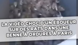 La vidéo choc d'un éboueur sur des rats dans une benne à ordures à Paris