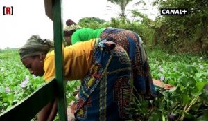 Bénin : une start-up transforme la jacinthe aquatique en produit dépolluant