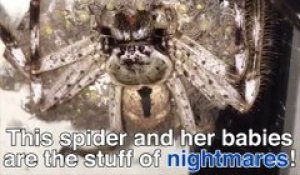 Tu as peur des araignées... Ne regarde pas cette vidéo!