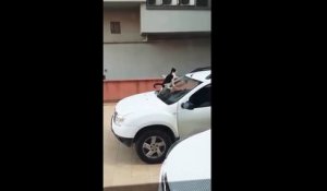 Un chat monte sur le pare-brise d'une voiture et ....il fait caca au dessus !