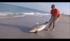 Il sauve un requin piégé dans une ligne de peche et échoué sur la plage