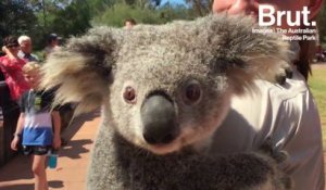 Quand la femelle Koala connaît ses première chaleurs