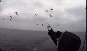 Lancer de poisson réussi, la mouette l'attrape au vol!