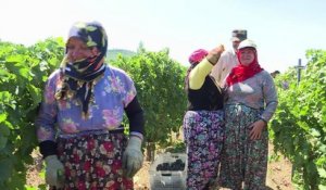 Malgré les obstacles, l'industrie du vin turc refuse de flancher