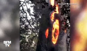 En Californie, cet arbre brûle… de l'intérieur