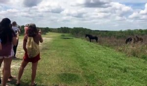 Un cheval piétine un alligator devant des touristes sans voix!