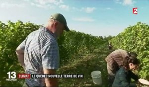 Conso : le réchauffement climatique rend possible la viticulture au Québec
