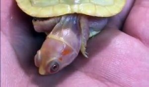 Cette petite tortue est albinos ! TELLEMENT RARE !!