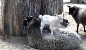 Ces chèvres jouent à saute mouton! Adorable