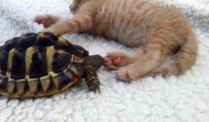 Cette tortue a décidé de manger la patte du chaton... Gourmande