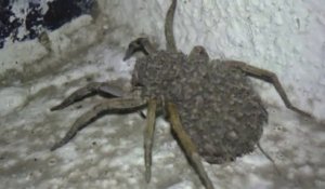 Il trouve une araignée terrifiante, recouverte de milliers de bébés araignées. Cauchemardesque...