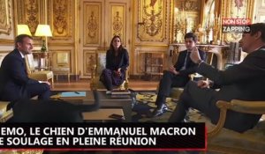 Emmanuel Macron : Quand son chien Nemo se soulage en pleine réunion à l’Elysée (Vidéo)