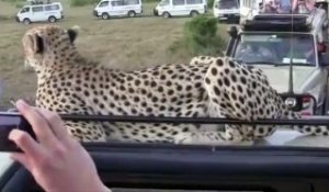 Un guépard sauvage grimpe sur le 4x4 de touristes en plein safari : Moment à fois magique et terrifiant