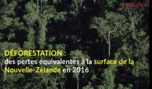 Déforestation : des pertes équivalentes à la surface de la Nouvelle-Zélande en 2016