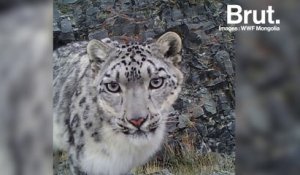 En Mongolie, des images rares du léopard des neiges