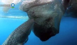 Ce requin-baleine essaie de voler les poissons d'un filet de peche... Scène incroyable